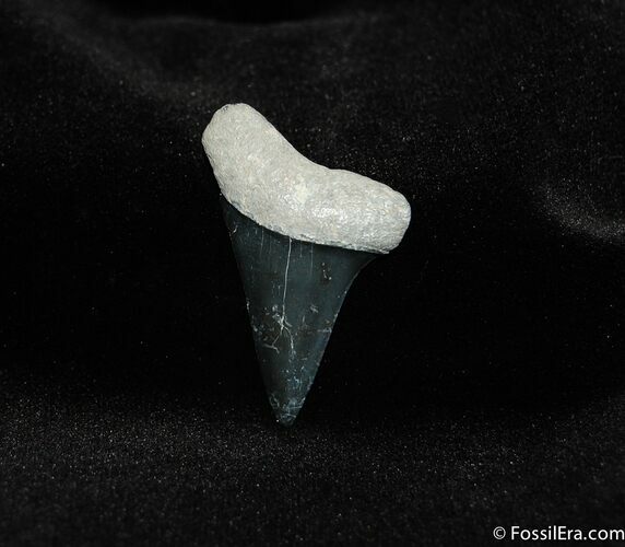 Mako Shark Tooth Fossil - Bone Valley #211